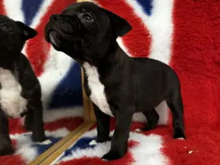 Smukke staffordshire hvalpe!🩷🩷