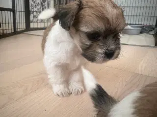 Lhasa apso - Calle