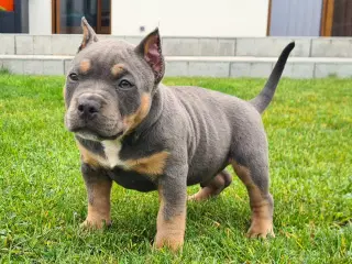 American bully Dreng blutri abkc 