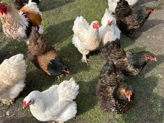 Rugeæg fra brahma