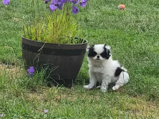 Japanese chin hvalpe 