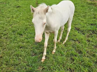 Cremello hingst 1 år