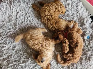 Puddel dværg toy