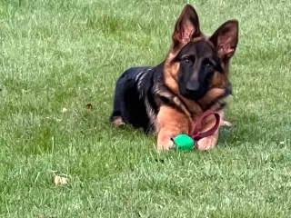 Schæferhund med DKK stambog
