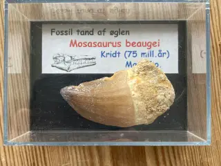 Dinosaur tand fra Mosasaurus