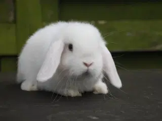 Mini lop hankanin