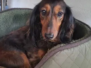 Lækre langhåret dværg gravhunde 