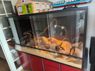 STORT terrarium sælges