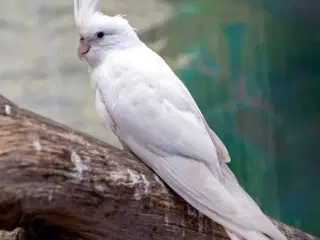 Nymfe parakit