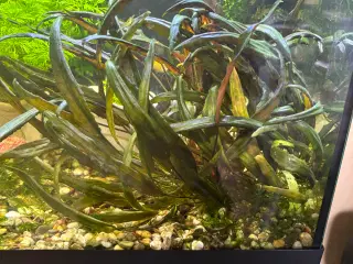 Cryptocoryne wendtii ‘Tropica’