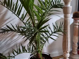 Virkelig flot palme