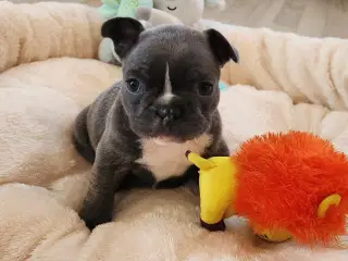 Fransk bulldog hvalpe
