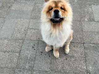 Chow Chow tæve 
