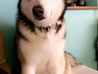 Alaskan malamute, Han