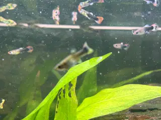 Guppy