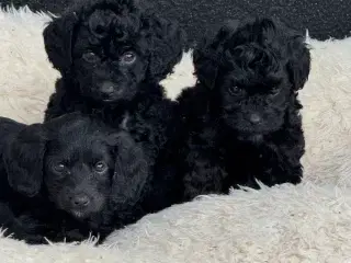 ✨🐾 Engelske Cockapoo hvalpe søger nye hjem 