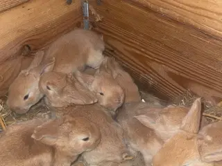 Rene gule belgisk kæmpe kanin unger 