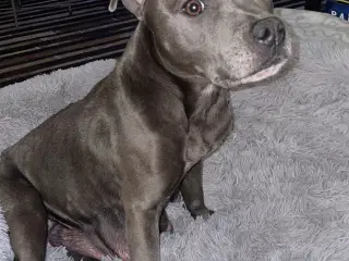 Staffordshire Bull terrier