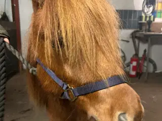 Shetlandspony