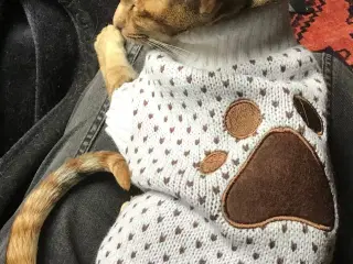 Lille sweater til hund/kat