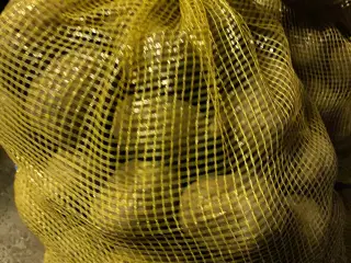 Sava og Solist kartofler