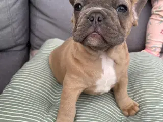 Franch bulldog 