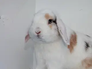 Dværgvædder/Mini lop hankanin