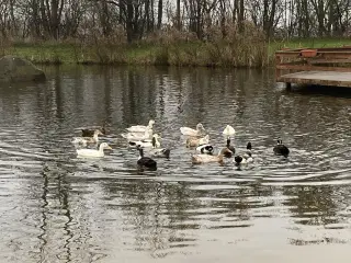 Søde løbeænder søger nye hjem 🦆💚