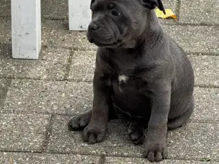 Staffordshire/Old English Bulldog 