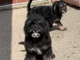Cavapoo babyer må rejse nu