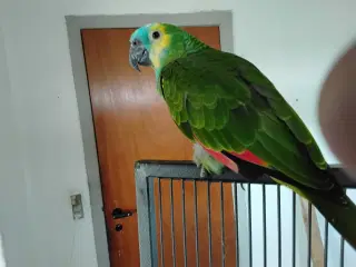 Blåpandet amazone azone