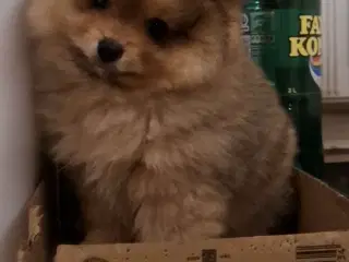 Pomeranian han 