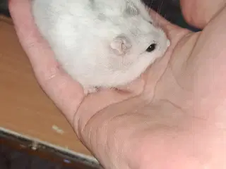 Hvide Hamster unger