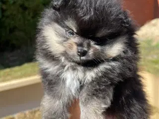 Smuk lille Pomeranian tæve 