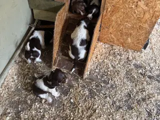 Engelsk Springer Spaniel