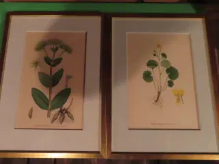 4 motiver af planter