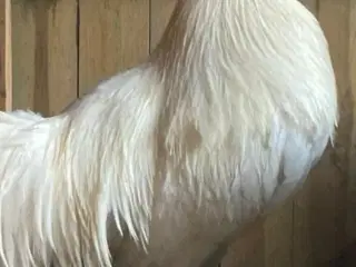 Rugeæg blandet racer. 🐔❤️af høns