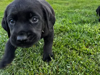 Rottweiler/ Labrador hvalpe 
