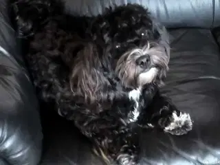 Bichon Havanais 