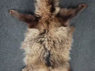 Mårhund pels