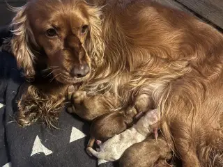 Engelsk Cocker spaniel 