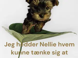 Små Yorkshire Terrier hvalpe, se prisen i annoncen