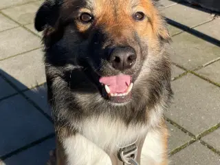 Tobi, Border collie/Islandsk hyrdehund, 1 12 år. 