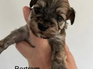 Bichon Havanais hvalpe. 2 tæver og 6 hanner