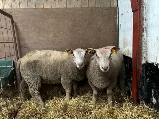 2 Charollais vædderlam