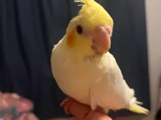 Håndtamme nymfeunger