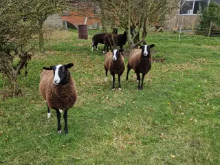 Zwartbles gimmerlam M3 sælges.