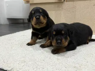 Rottweiler hvalpe 