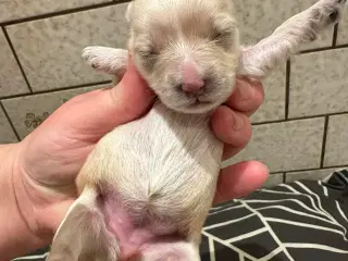Yorkshire Terrier/Coton De Tulear 