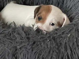 Jack Russell terrier hvalpe